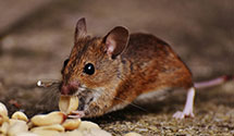 24 Hour & Emergency Exterminators in Grant Town, WV